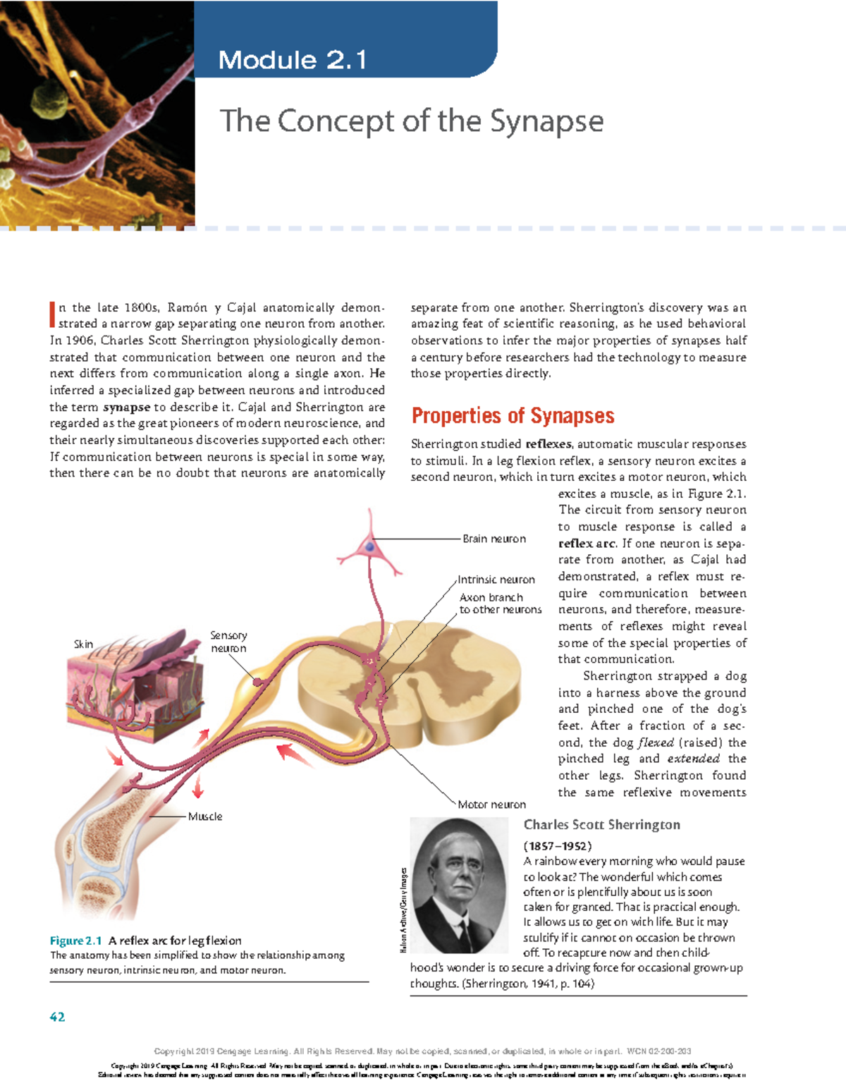 2 Synapses P 42 Module 1 2 The Concept Of The Synapse I N The Late 1800s Ram n Y Cajal Studocu