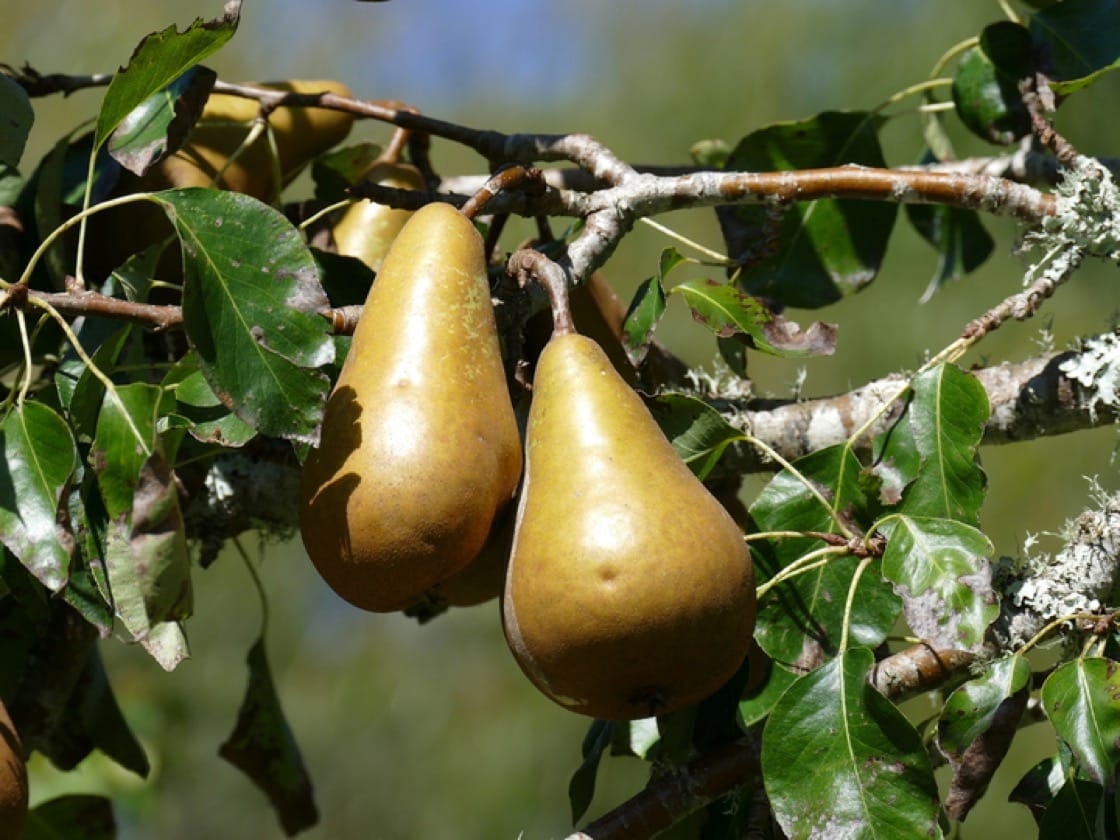 7 Types Of Pears To Sink Your Teeth Into