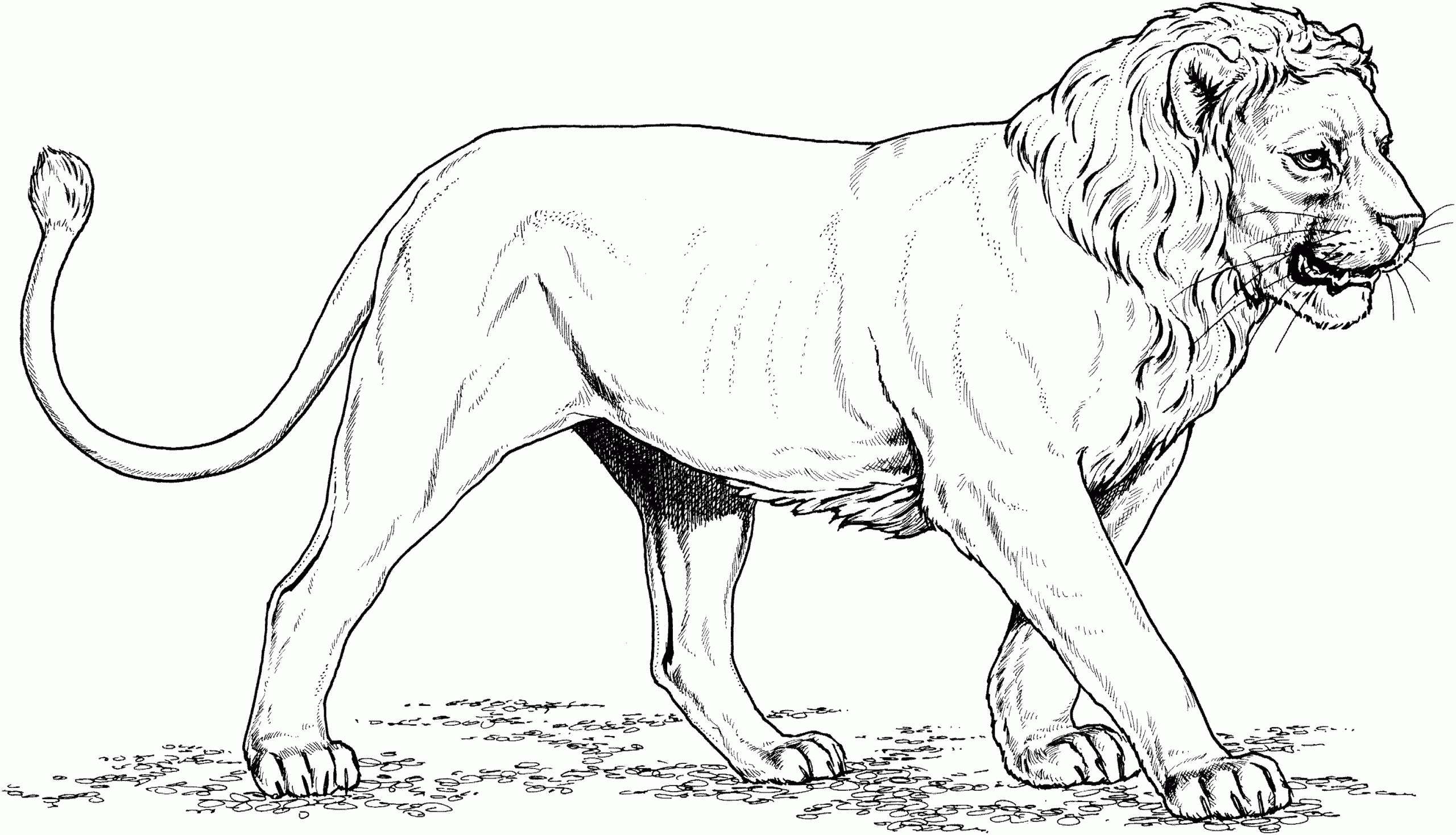 About Lions About Lions