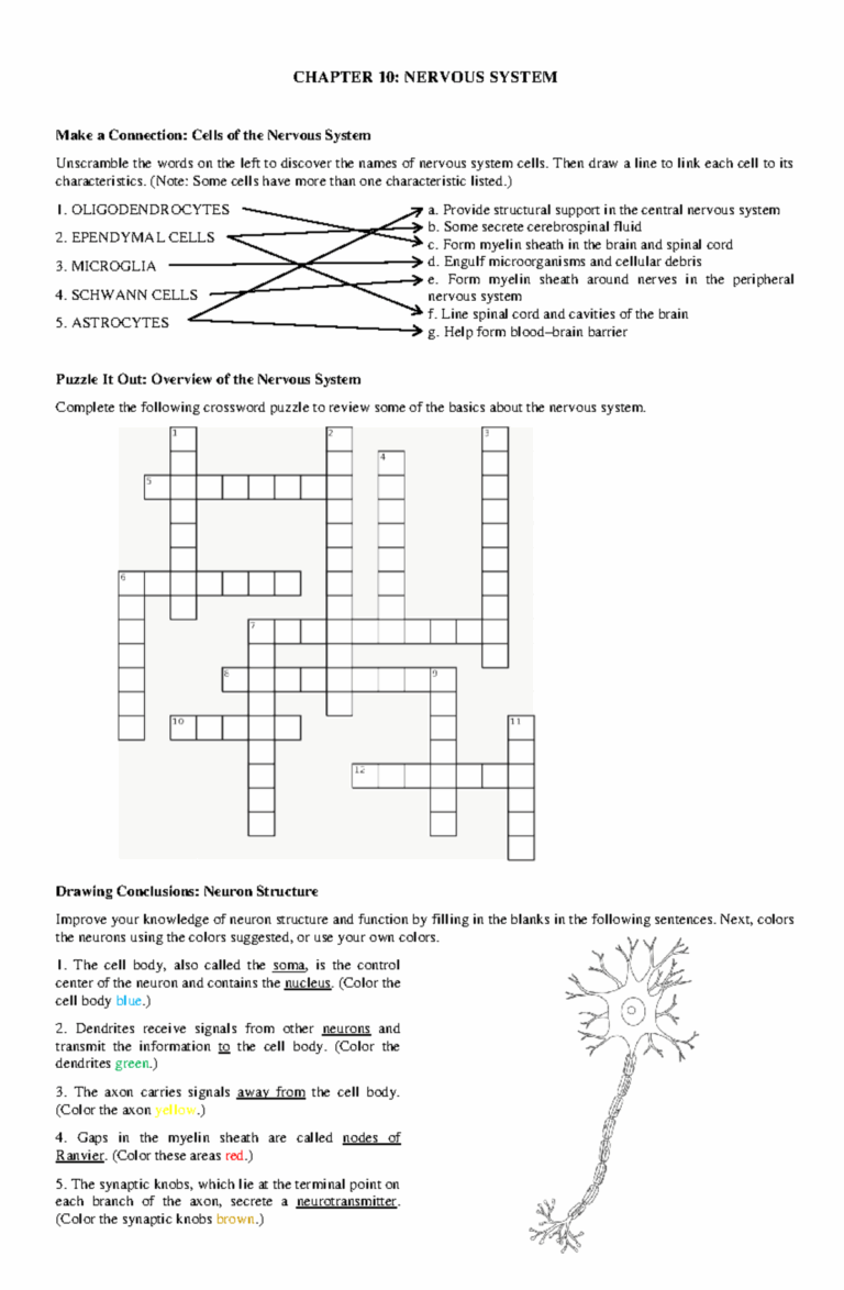 Anatomy And Physiology Chapter 10 15 Answersheets CHAPTER 10 NERVOUS SYSTEM Make A Connection Studocu