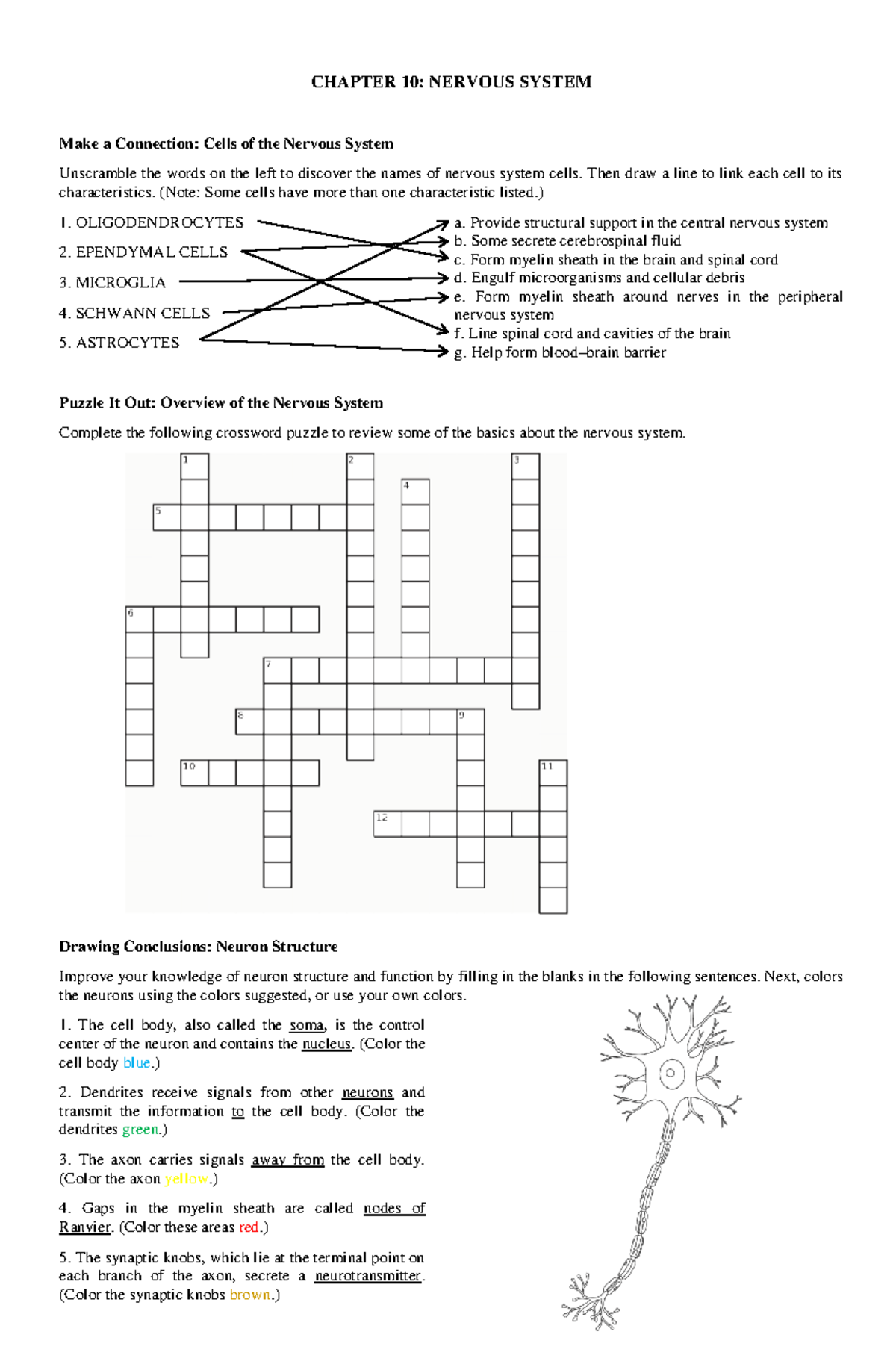 Anatomy And Physiology Chapter 10 15 Answersheets CHAPTER 10 NERVOUS SYSTEM Make A Connection Studocu