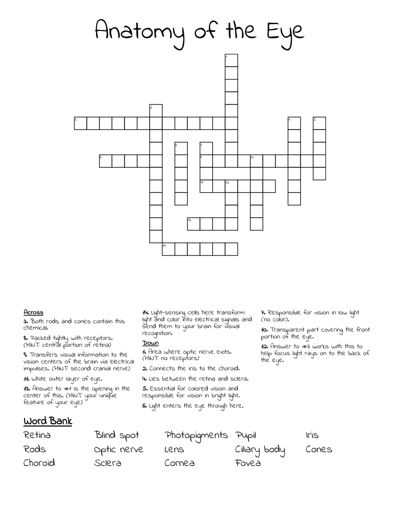 Anatomy Of The Eye Crossword WordMint