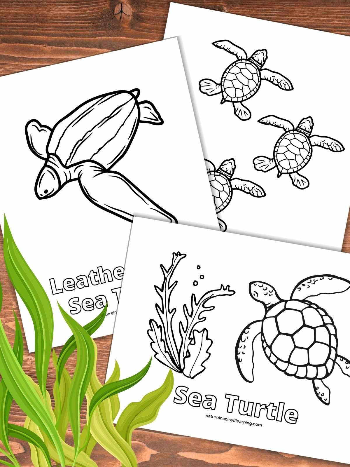 turtle coloring page turtle coloring page