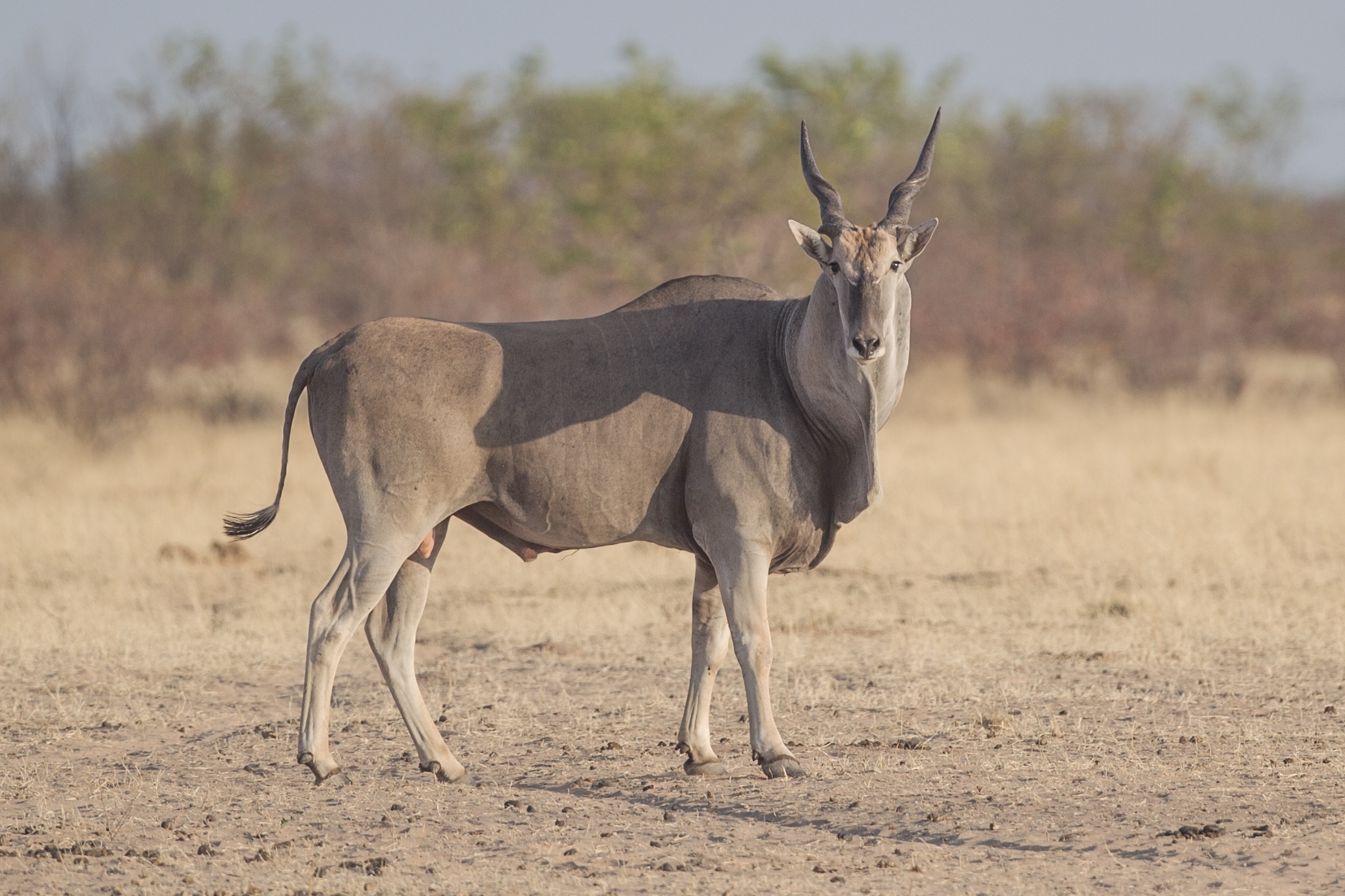 african antelope crossword clue