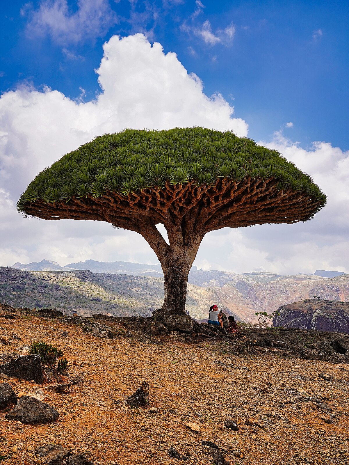 Dracaena Cinnabari Wikipedia