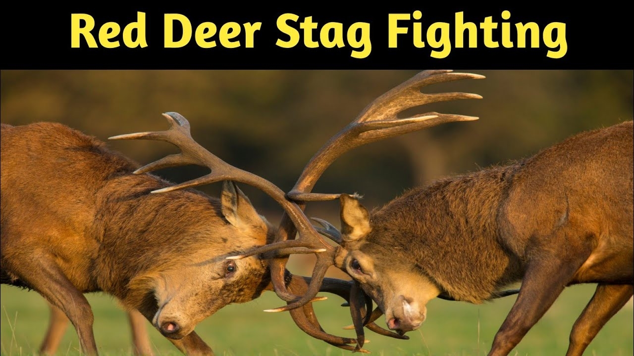 male deer crossword clue male deer crossword clue