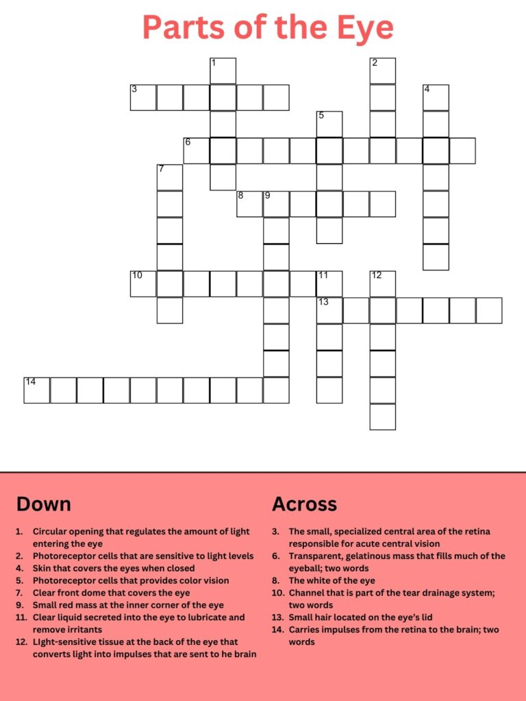Eye Anatomy Crossword Puzzle