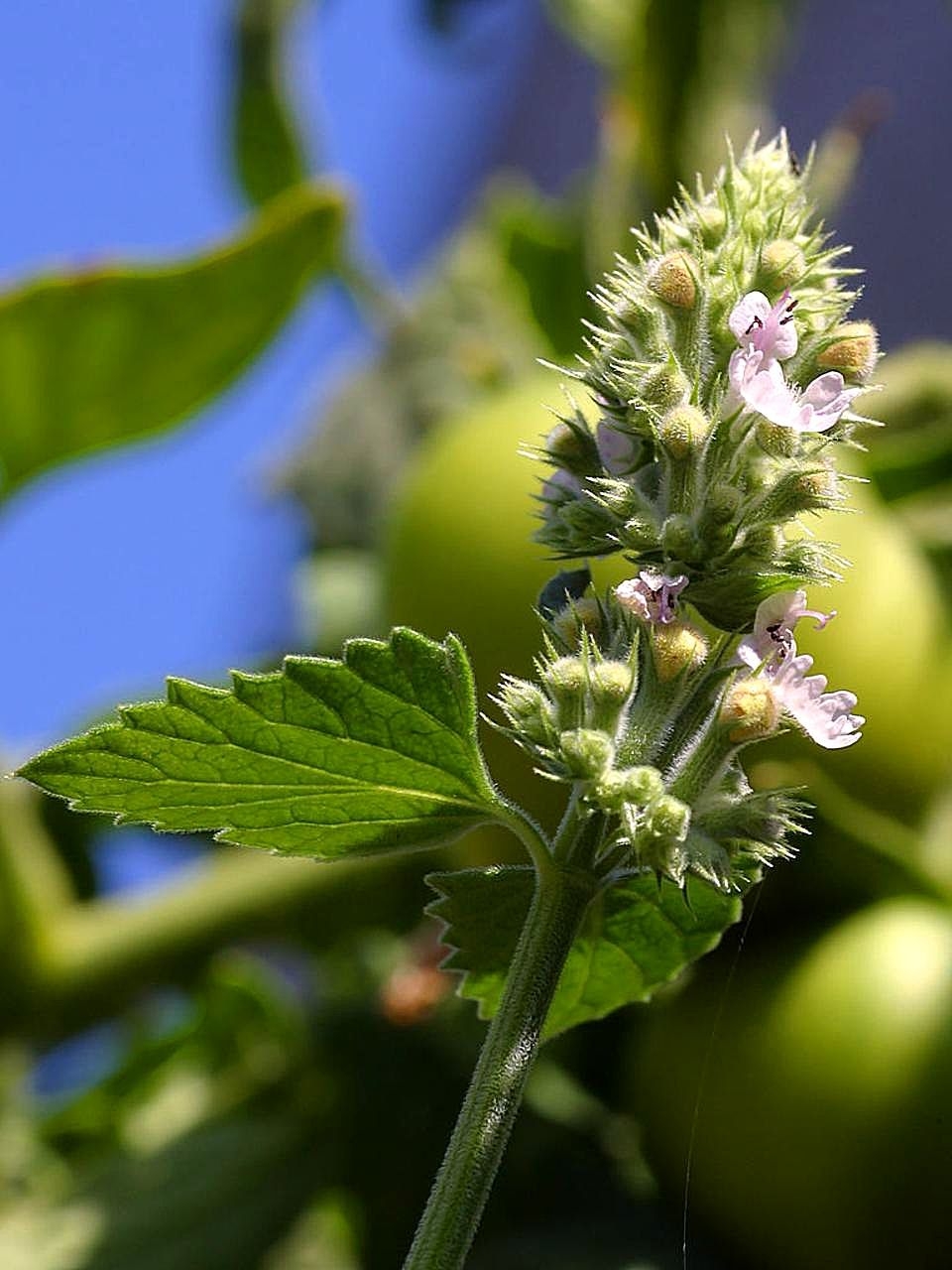 Featured Plant Profile Common Catnip CC GROW