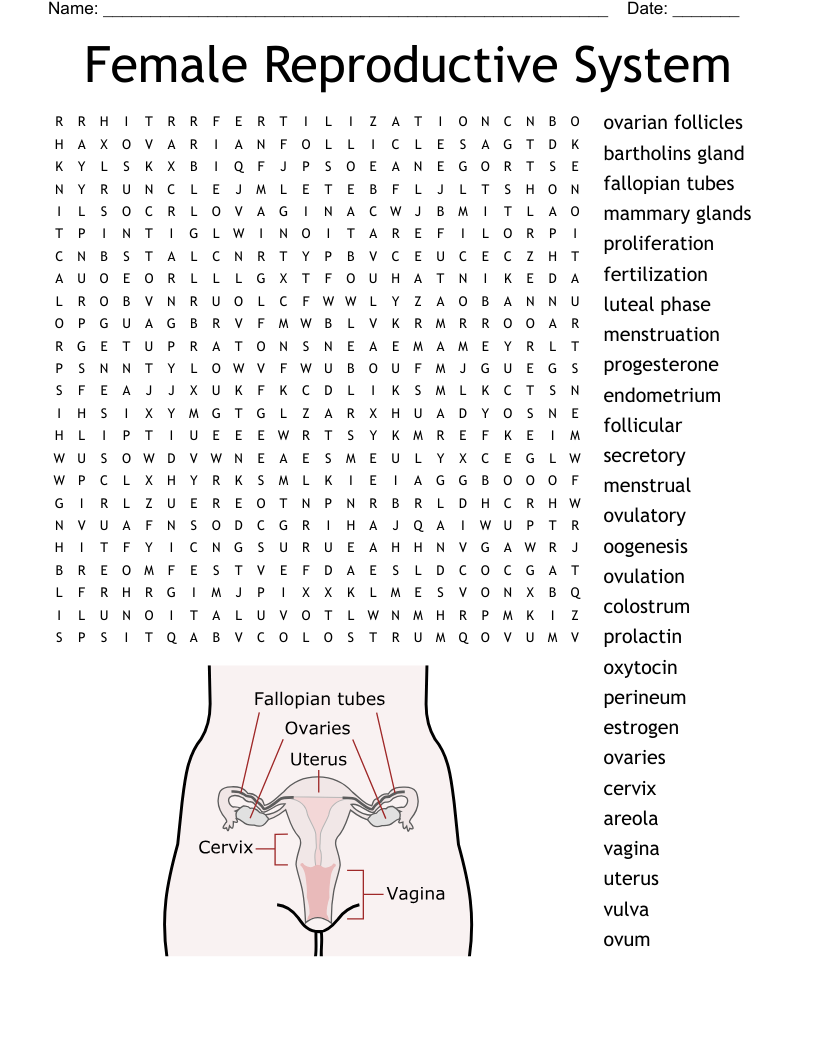 Female Reproductive System Word Search WordMint