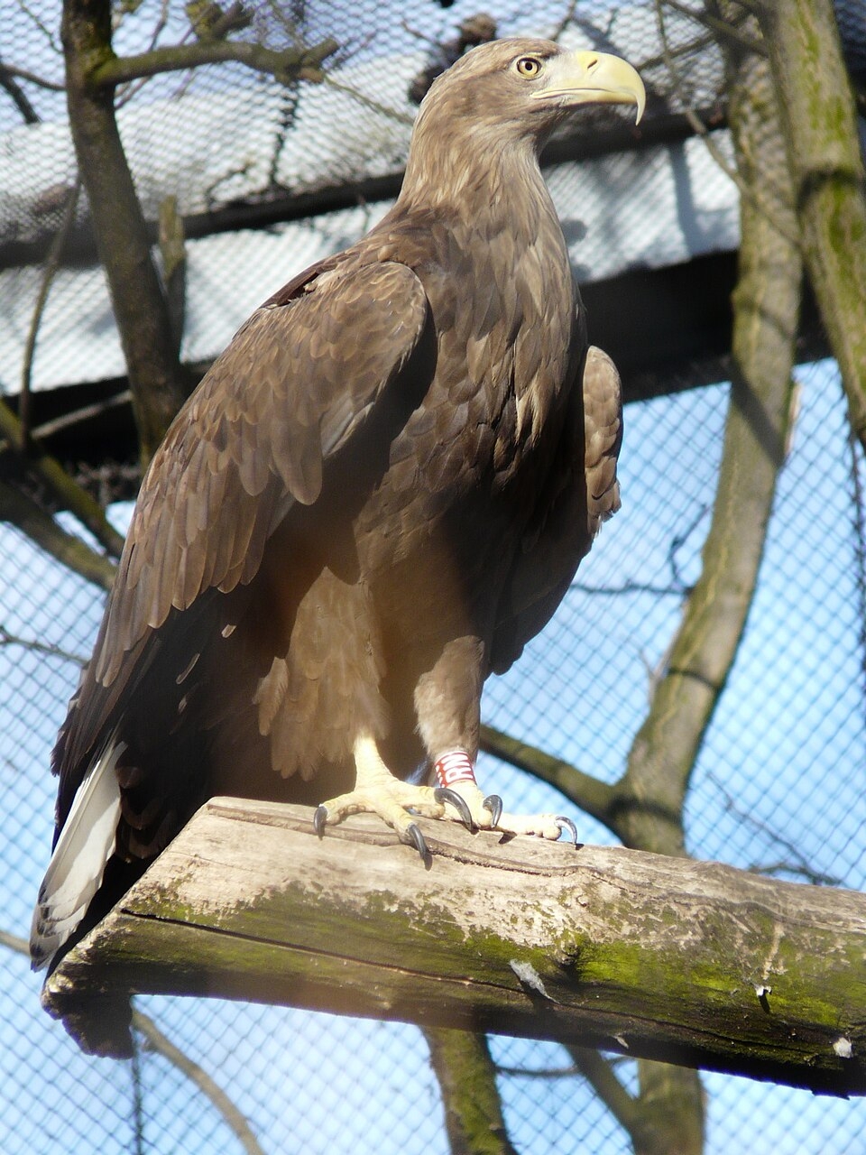 File Haliaeetus Albicilla Wroc aw Zoo Poland 8a jpg Wikimedia Commons File Haliaeetus Albicilla Wroc aw Zoo Poland 8a jpg Wikimedia Commons