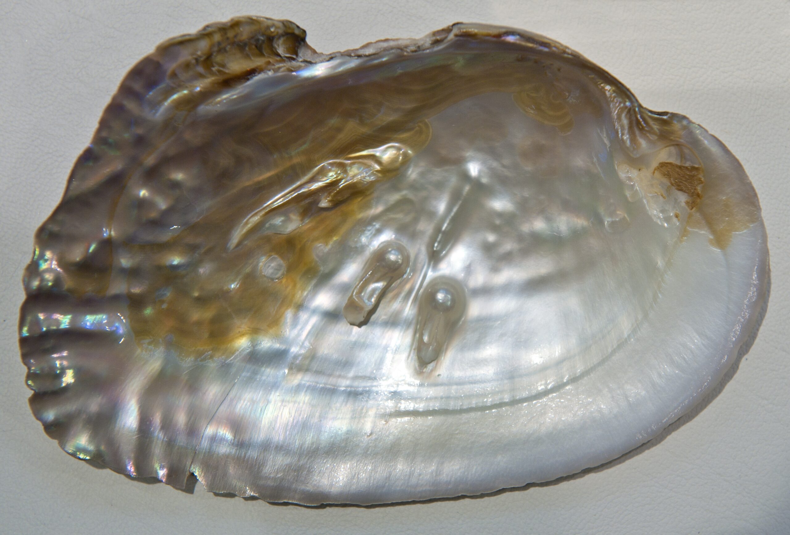 File Mother of pearl Internal beads Hg jpg Wikimedia Commons File Mother of pearl Internal beads Hg jpg Wikimedia Commons