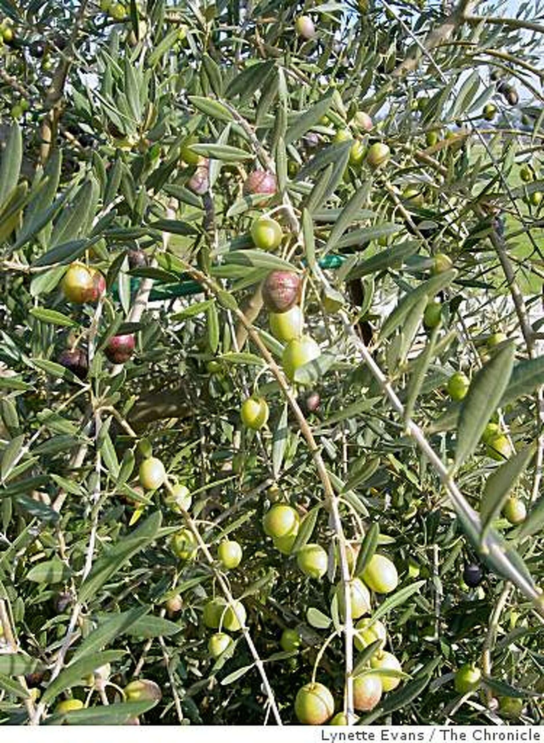 Fruit Of Hardy Tree Good For Oil Or Eating