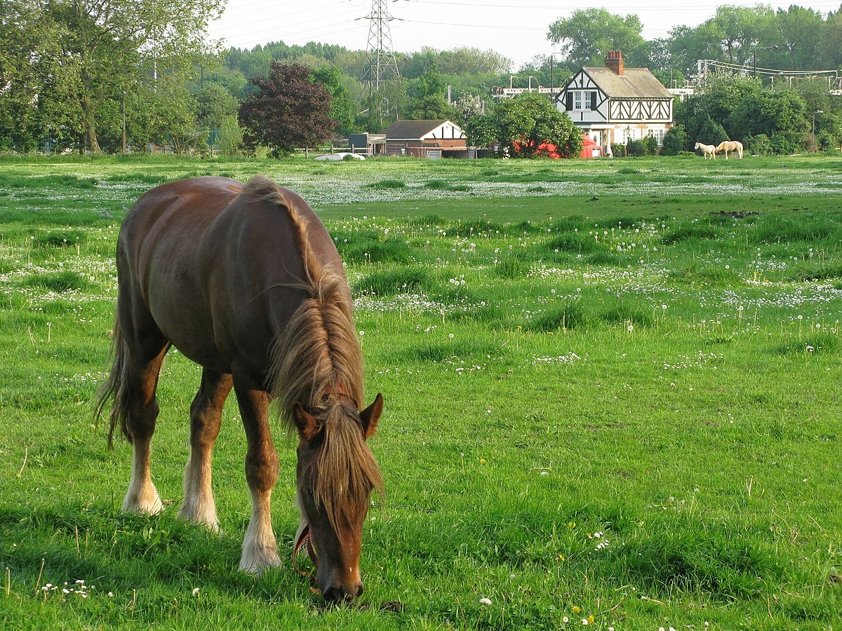 Grazing Rights Wikipedia