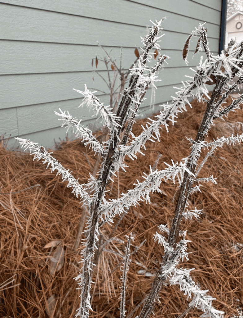frosted crossword clue