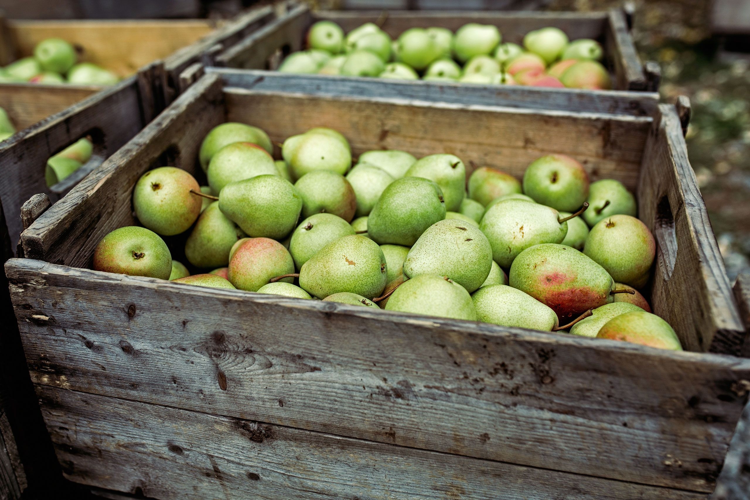I Have Pears The New Yorker