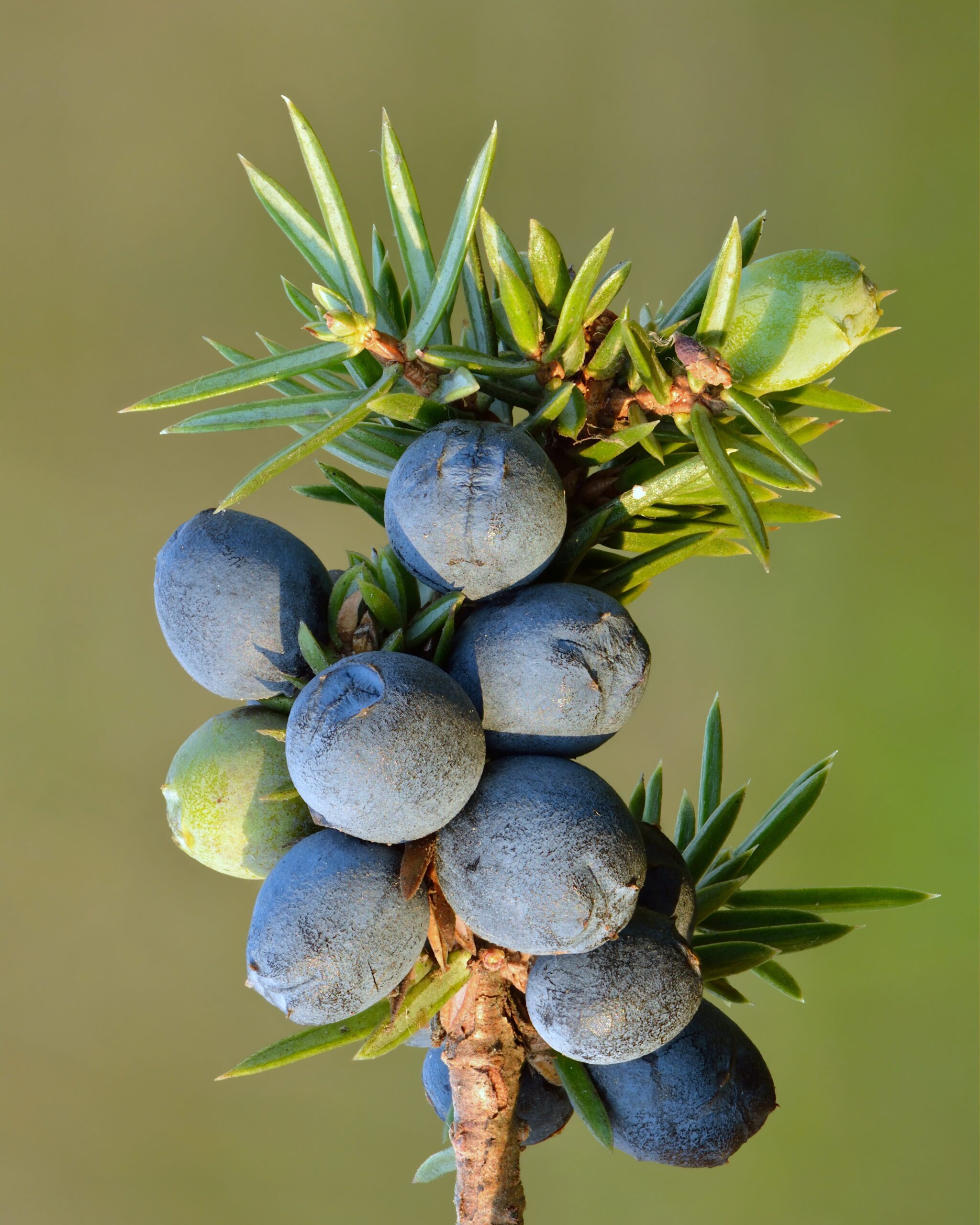 Juniper Berry Wikipedia