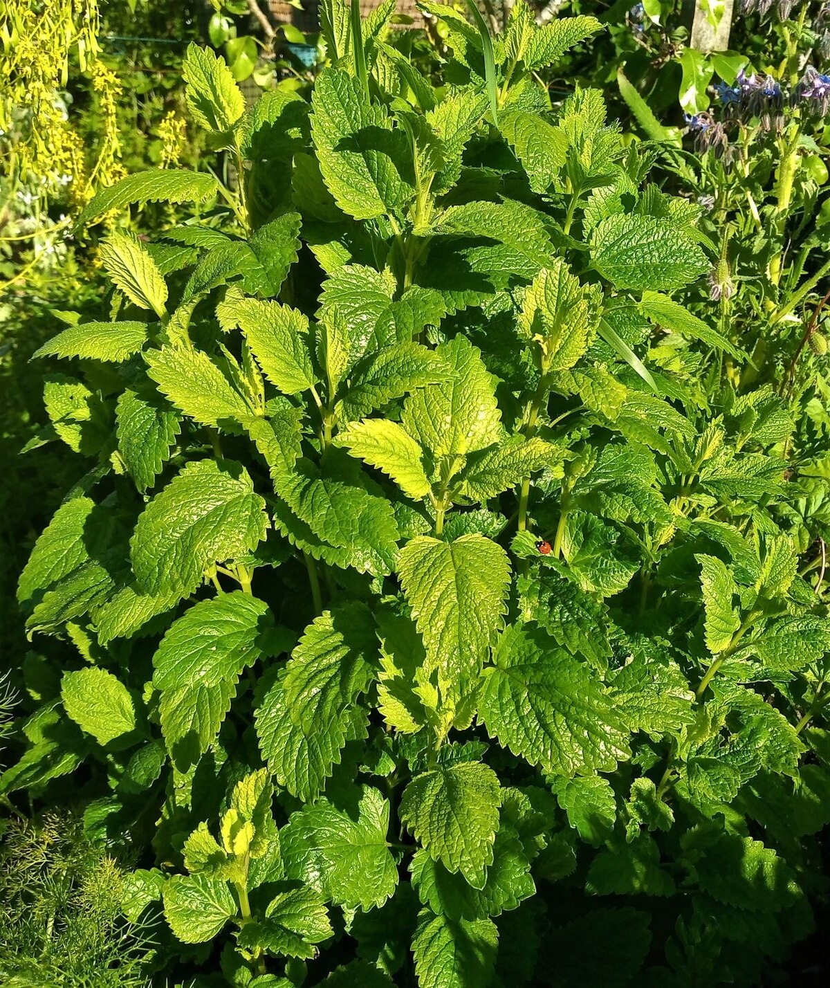 Lemon Balm Wikipedia