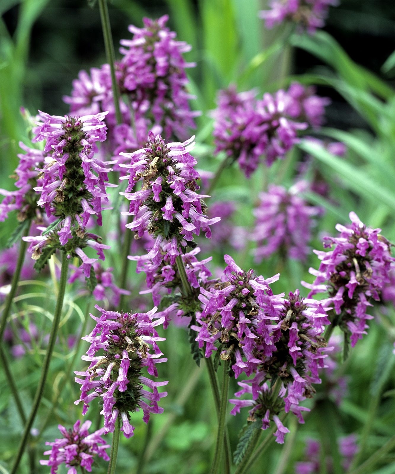 List Of Plants In The Family Lamiaceae Herbs Shrubs Perennials Britannica
