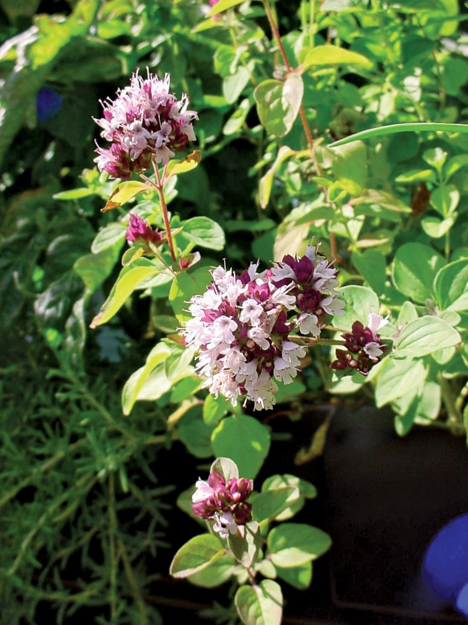 mint family herb crossword clue