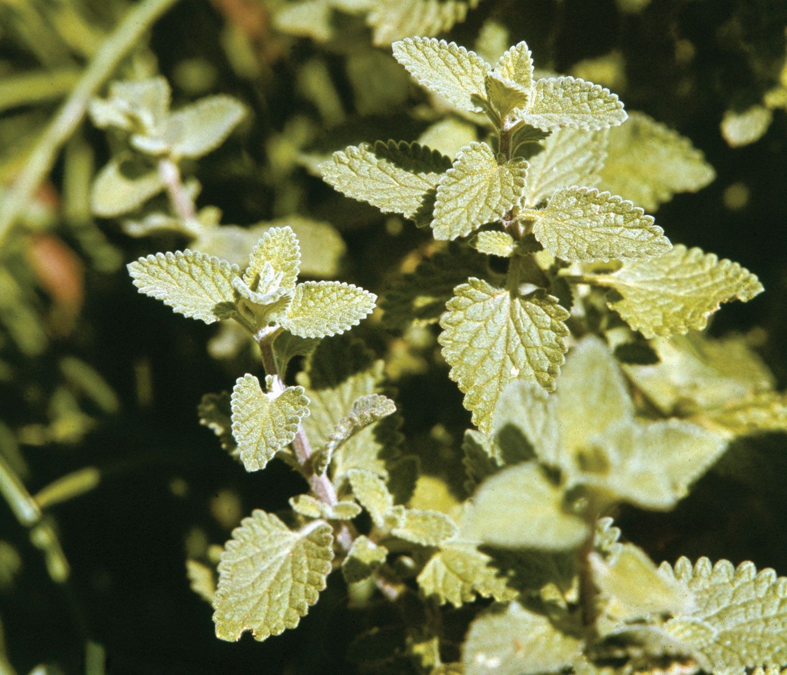 List Of Plants In The Family Lamiaceae Herbs Shrubs Perennials Britannica