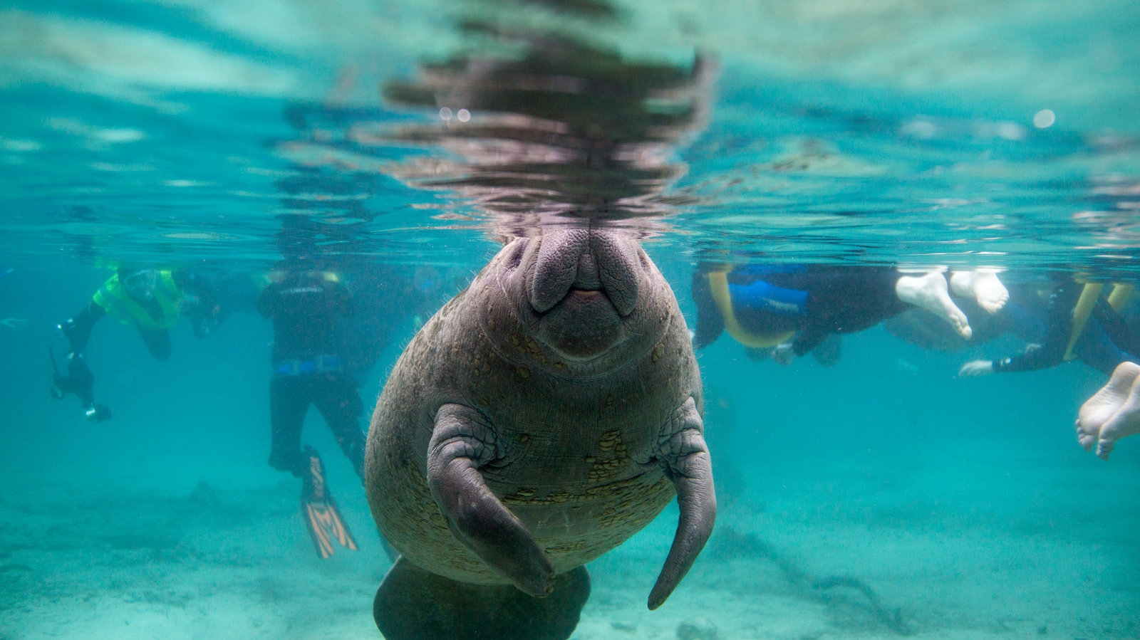 manatee relative crossword clue