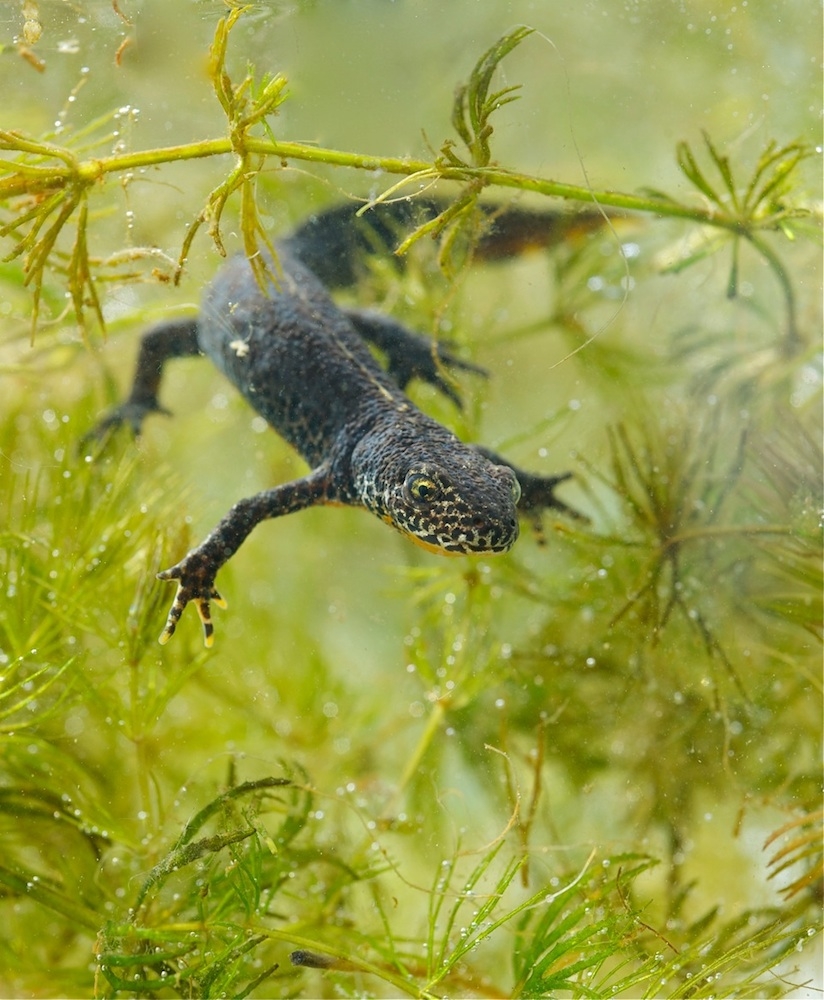 Newts Salamanders News All The Latest About Newts Salamanders Page 3 Live Science