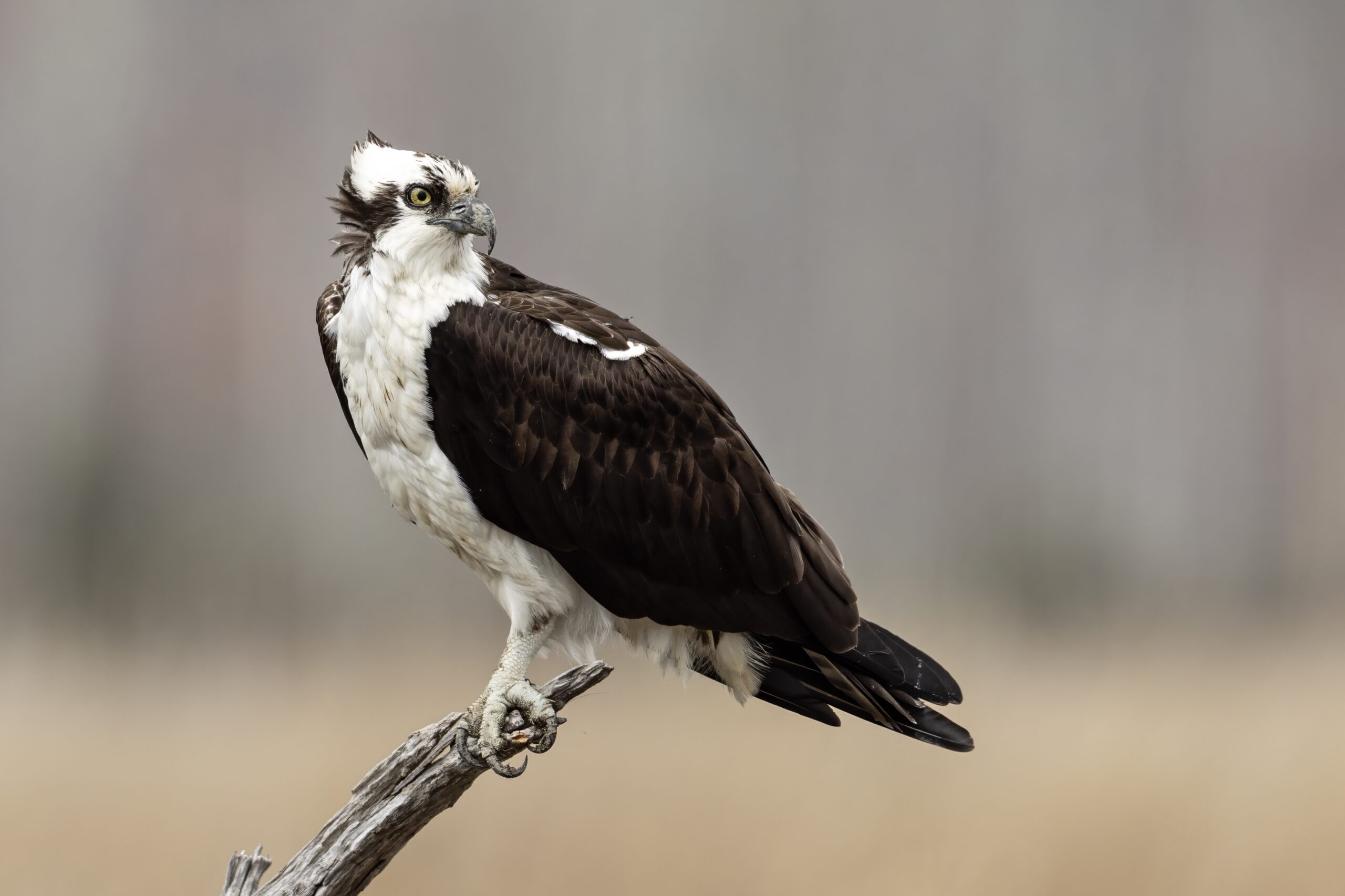 Osprey Wikipedia Osprey Wikipedia