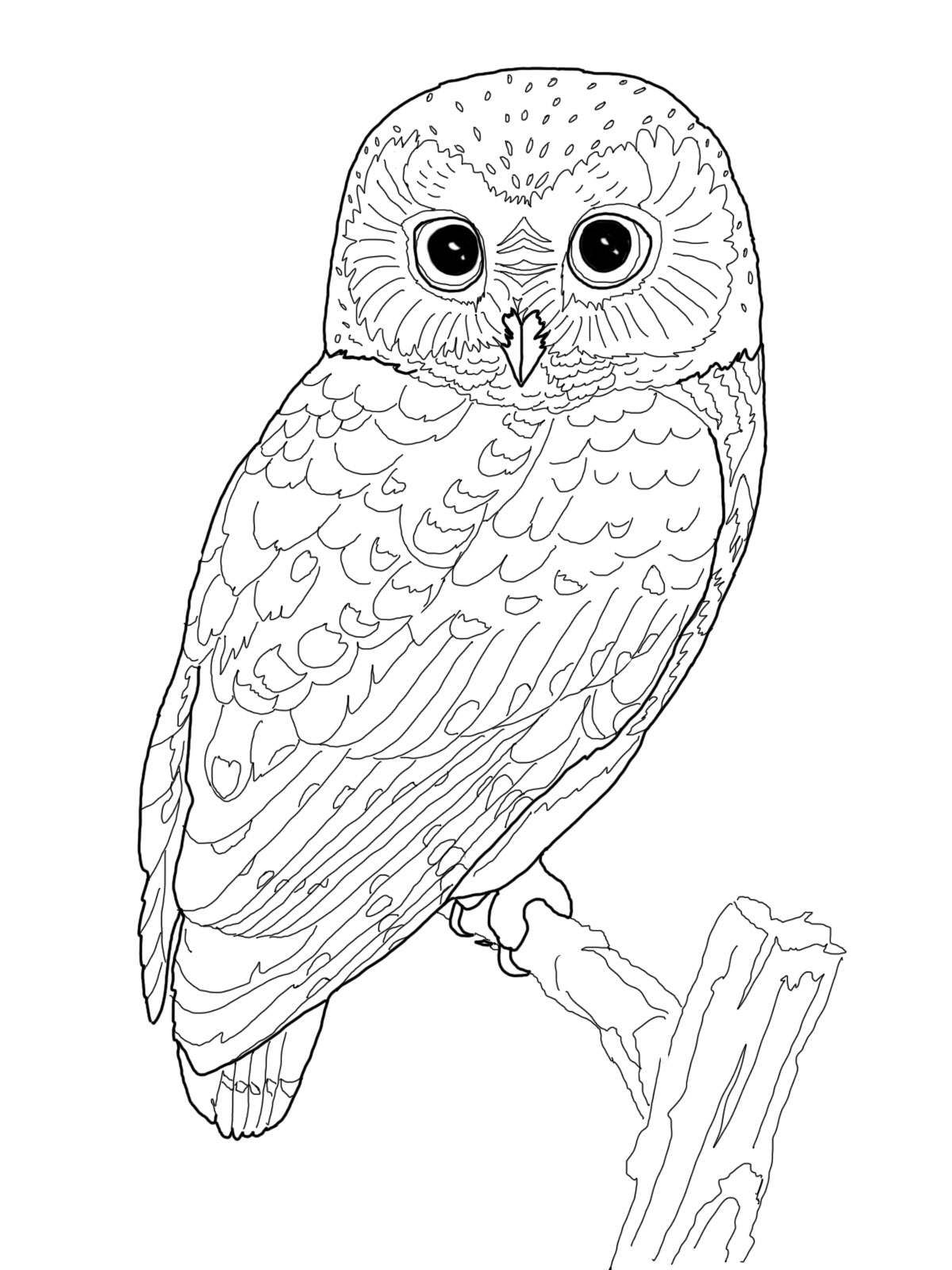 owl coloring pages