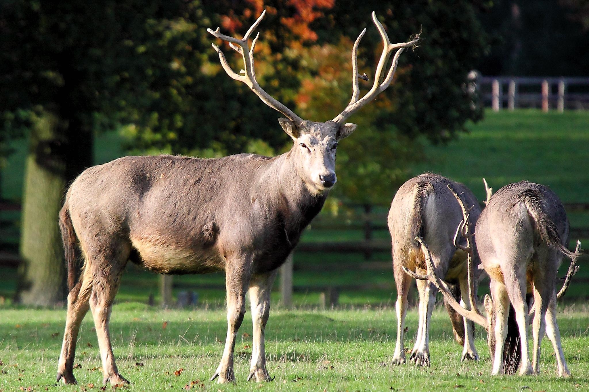 P re David s Deer Wikipedia P re David s Deer Wikipedia