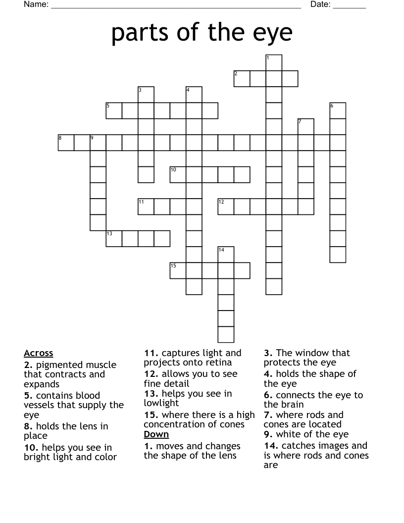 Parts Of The Eye Crossword WordMint Parts Of The Eye Crossword WordMint