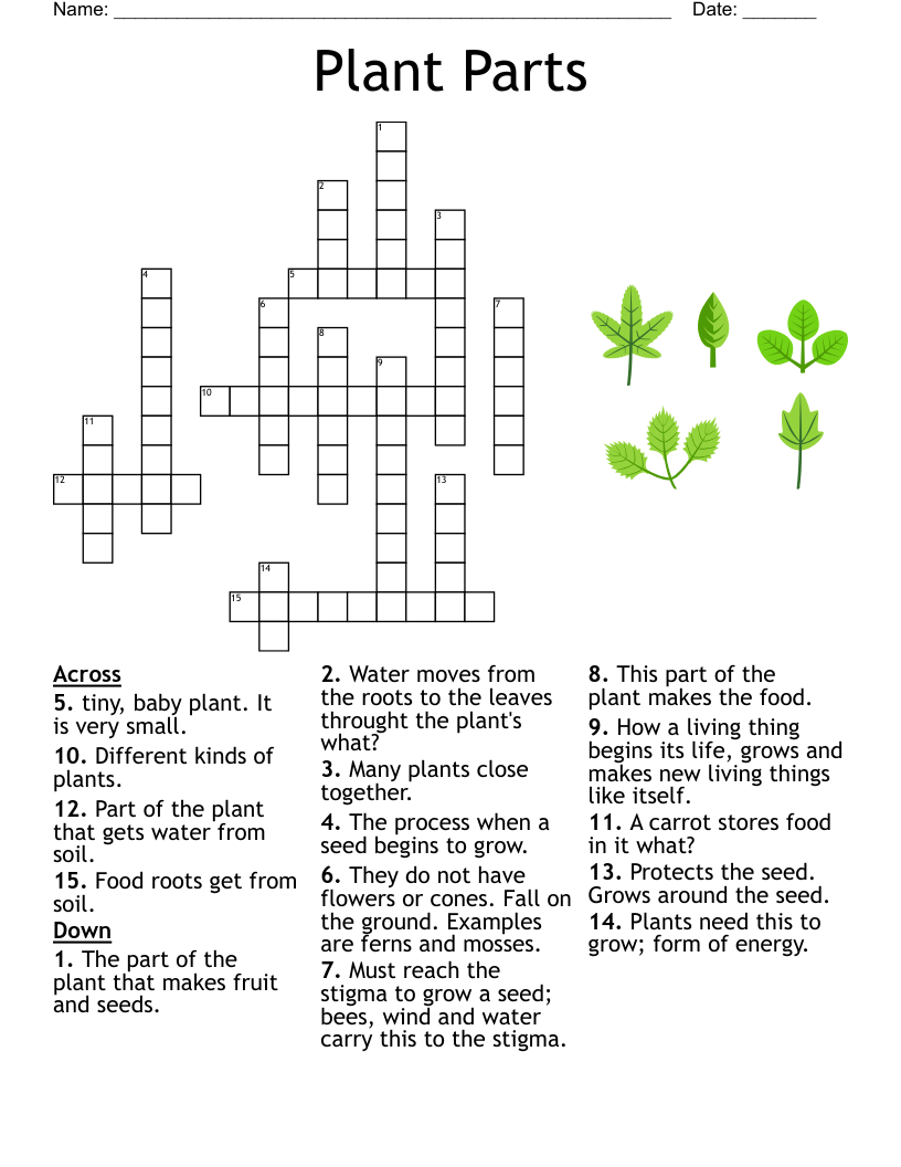 Plant Roots Stems And Leaves Crossword WordMint