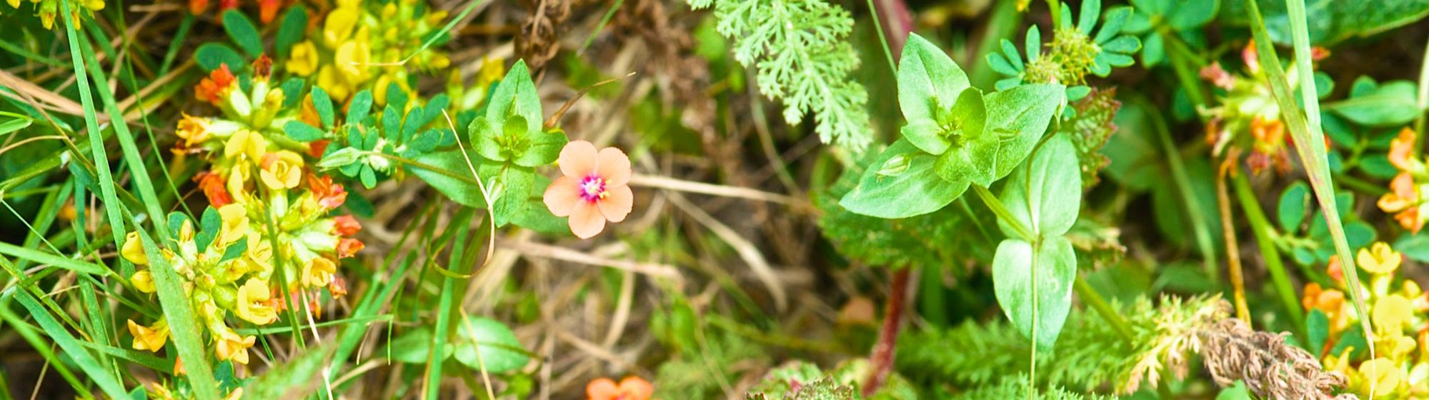 Plants And Geology Point Lobos Foundation