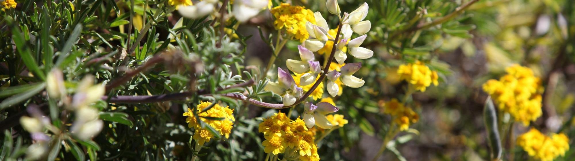 Plants And Geology Point Lobos Foundation