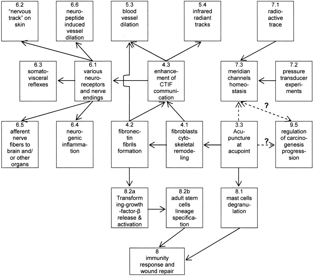 Plausible Biomedical Consequences Of Acupuncture Applied At Sites Characteristic Of Acupoints In The Connective Tissue Interstitial Fluid System IntechOpen