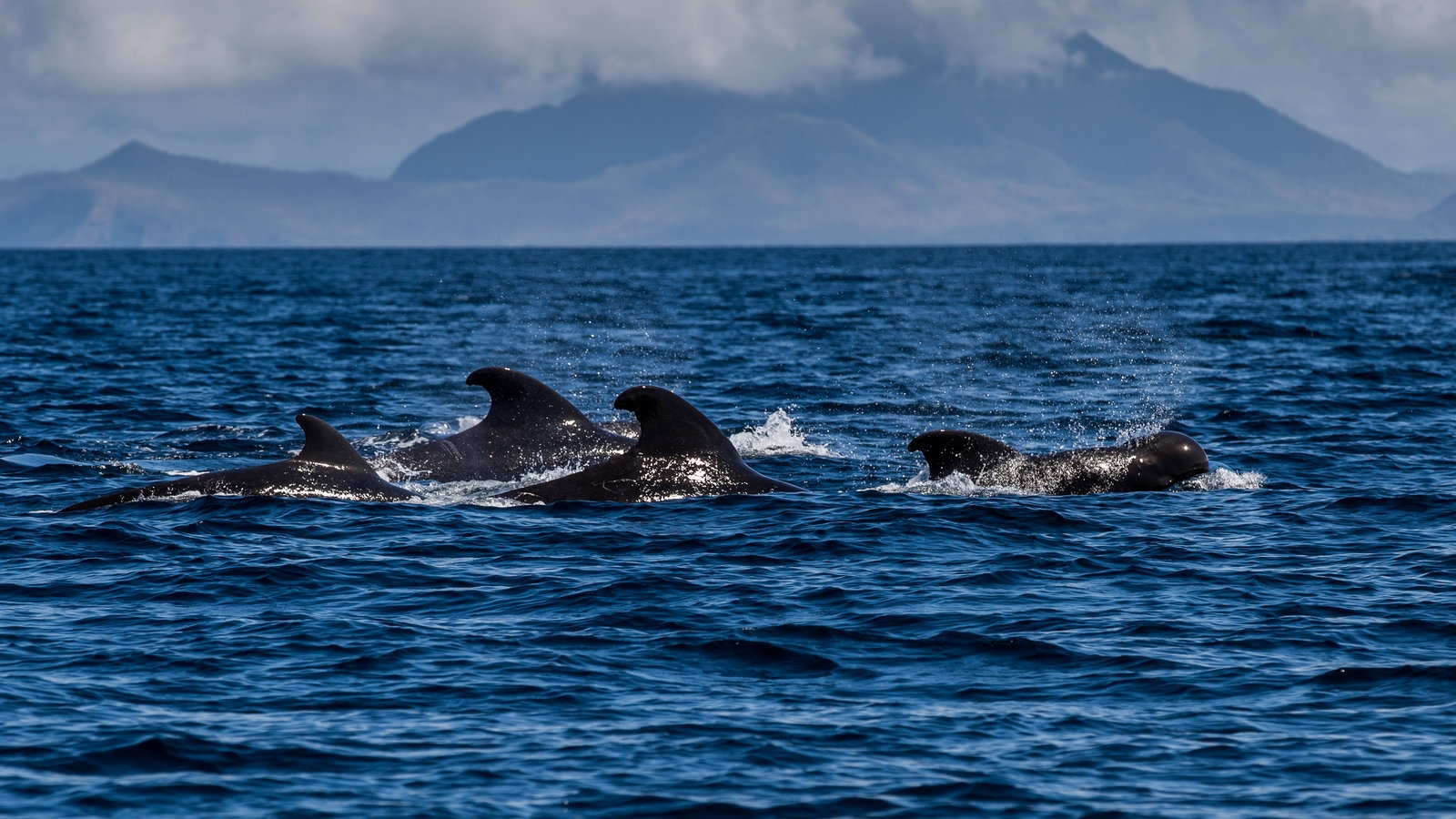 School Of Whales The New York Times