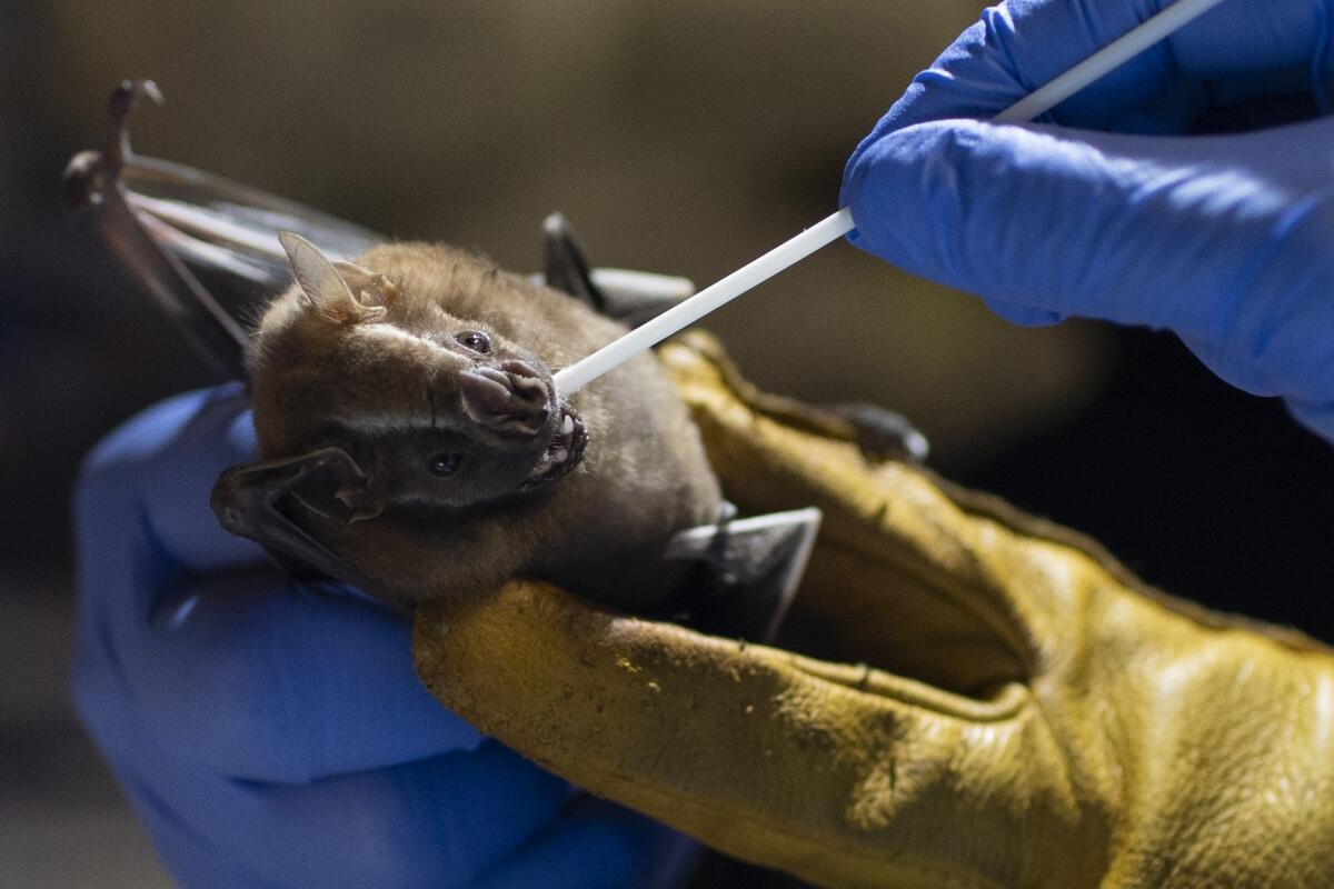 Scientists Focus On Bats For Clues To Prevent Next Pandemic Los Angeles Times