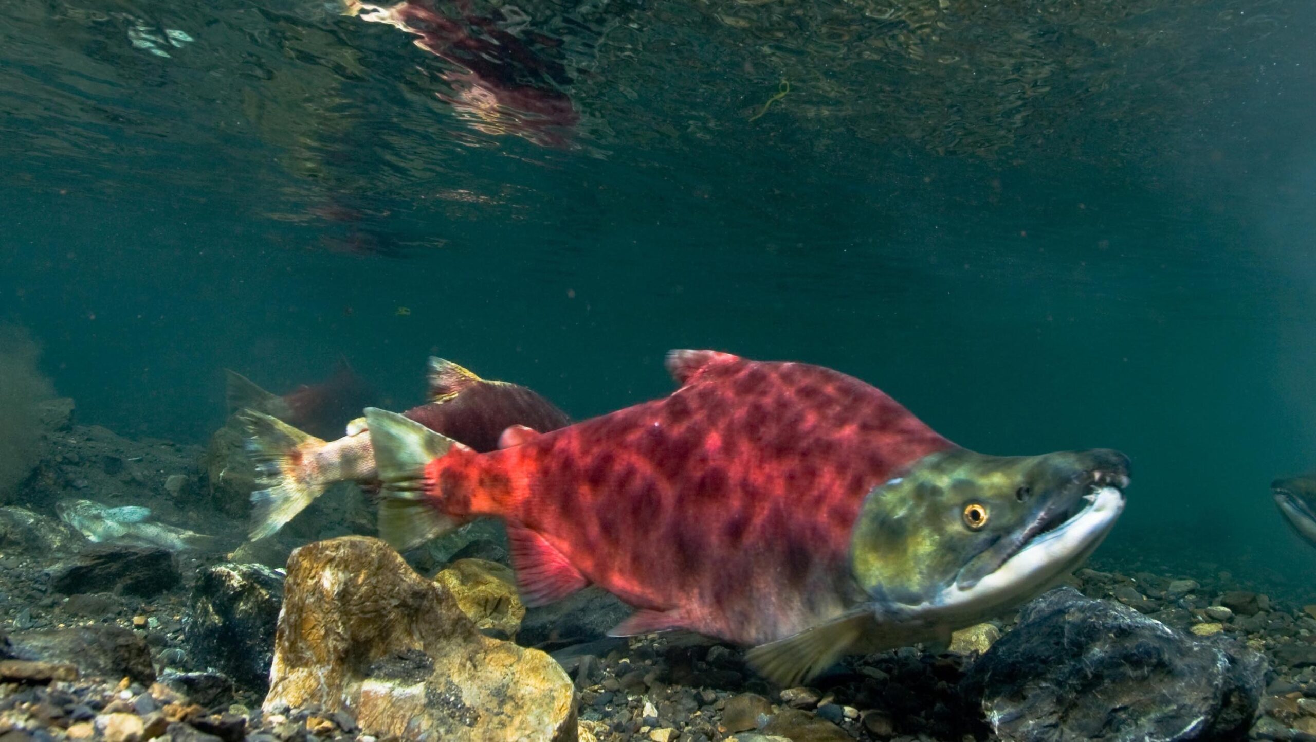 Some Pacific Salmon Crossword Clue
