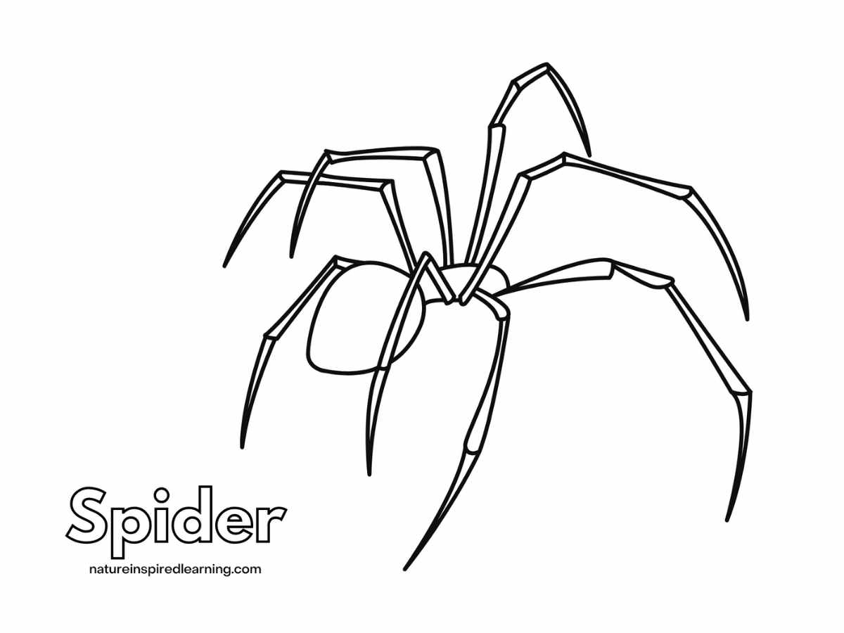 spider coloring pages spider coloring pages