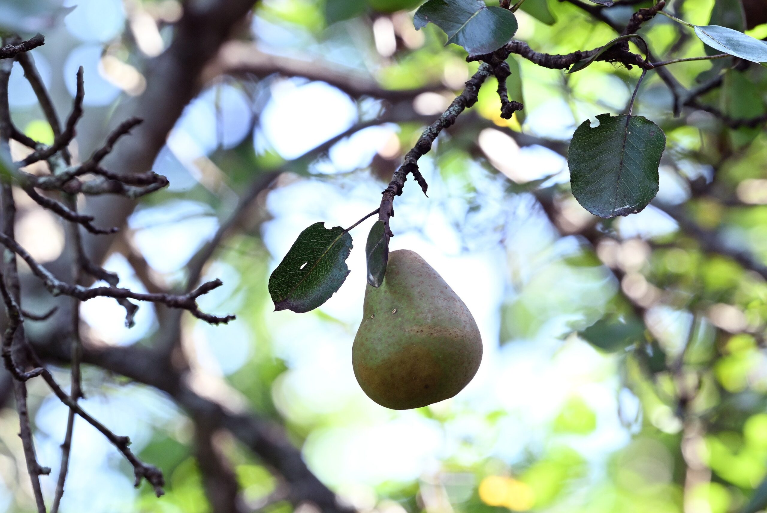 The Lost Pears Of Maine