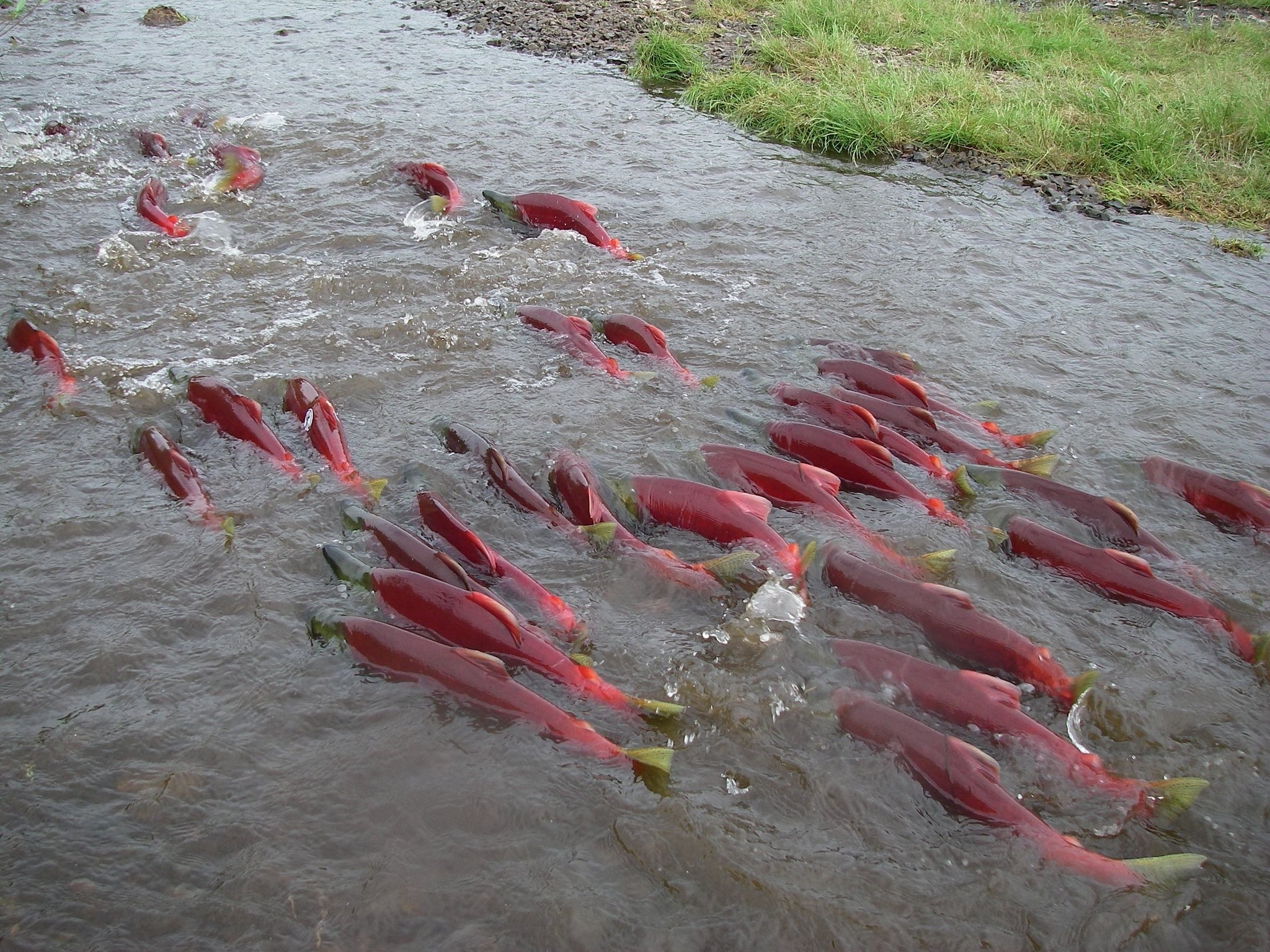 pacific salmon crossword clue