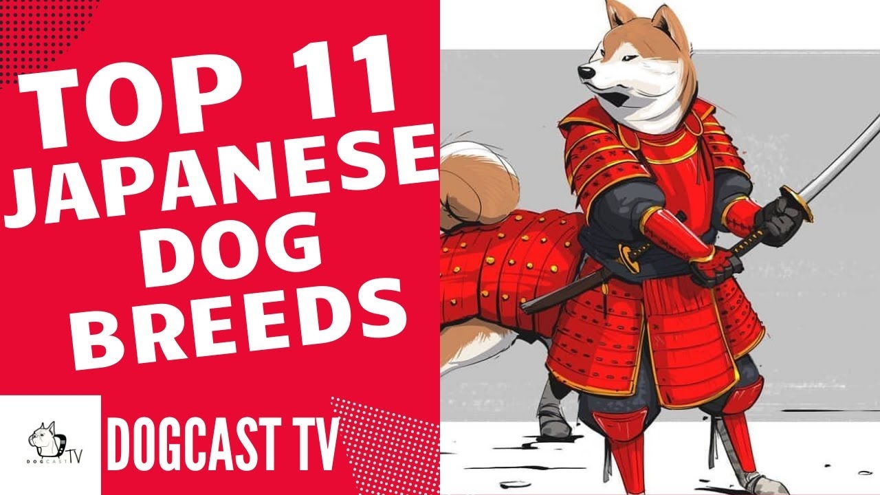 TOP 11 JAPANESE DOG BREEDS DogCastTV YouTube