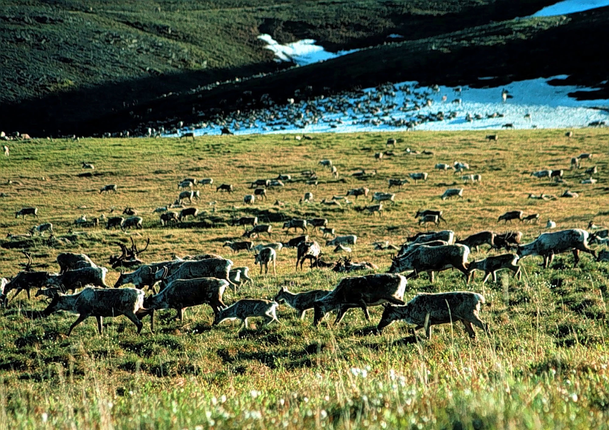 Where Caribou Roam The New York Times