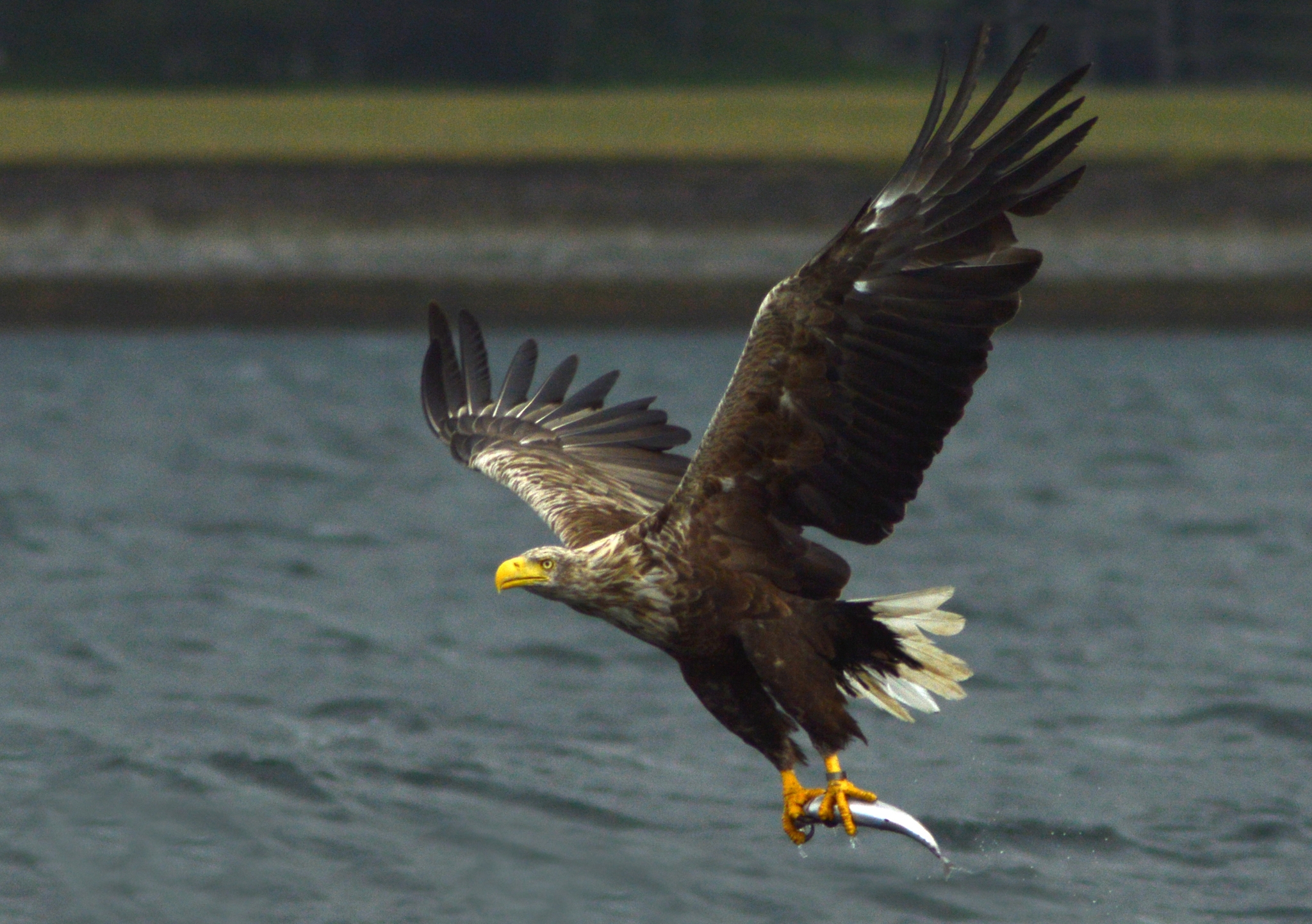 sea eagle crossword clue sea eagle crossword clue