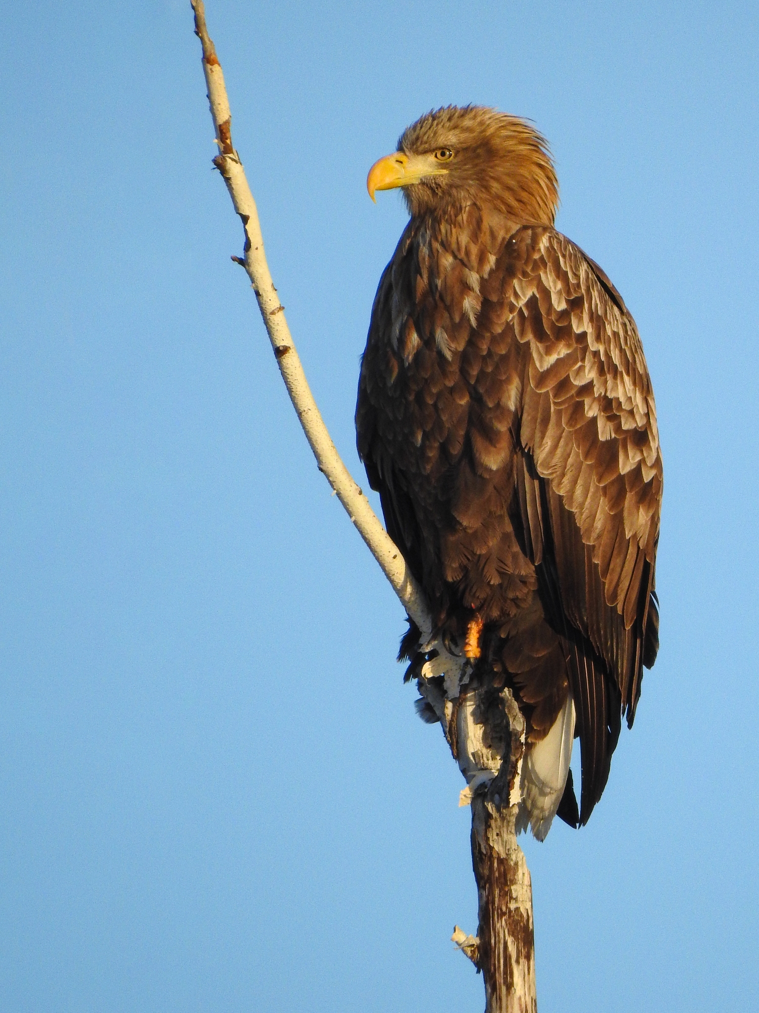 White tailed Eagle Haliaeetus Albicilla INaturalist White tailed Eagle Haliaeetus Albicilla INaturalist