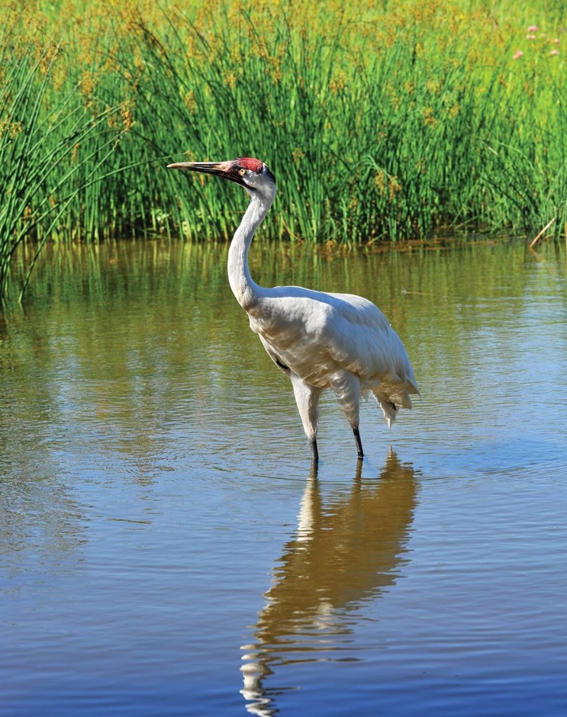 marshland bird crossword