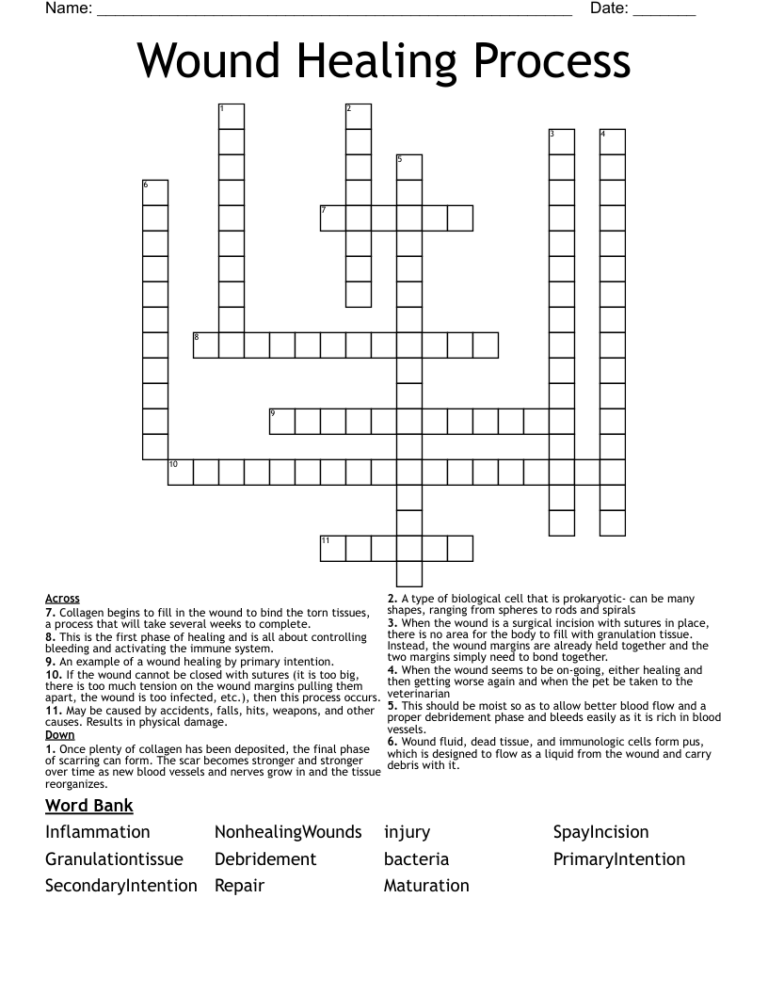 Wound Healing Process Crossword WordMint